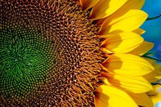sunflower jld